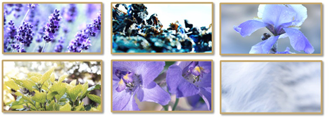 Eau Parfumée Au THÉ BLEU 
