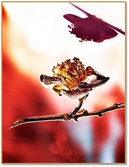 Eau Parfumée Au THÉ ROUGE